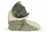 Hollardops Trilobite Fossil - Ofaten, Morocco #272466-2